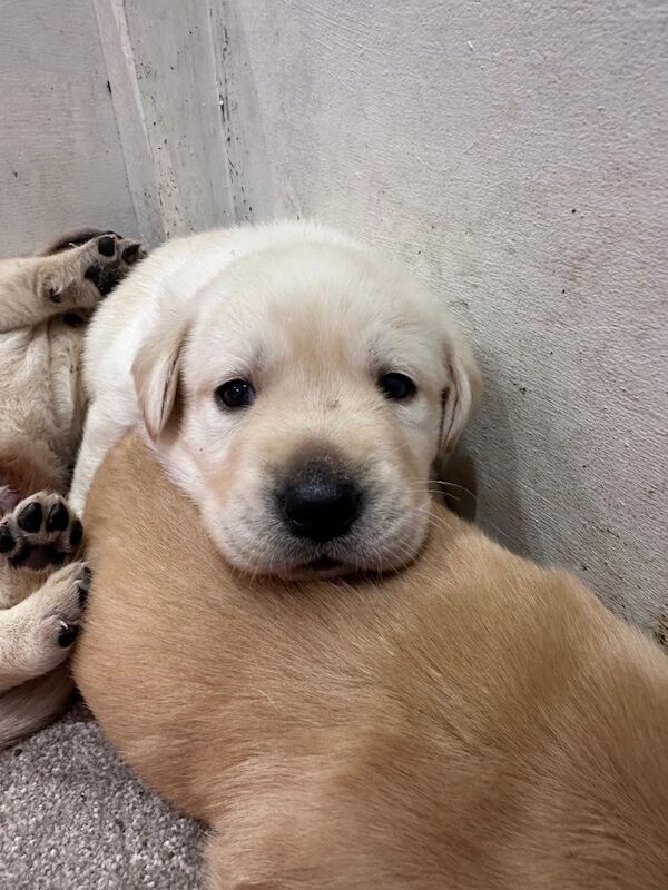 Cindy Burnett - Licensed Labrador Breeder - Image 3