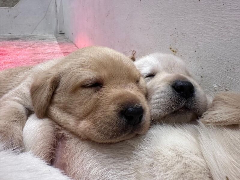 Cindy Burnett - Licensed Labrador Breeder on Labrador Owners - Image 4