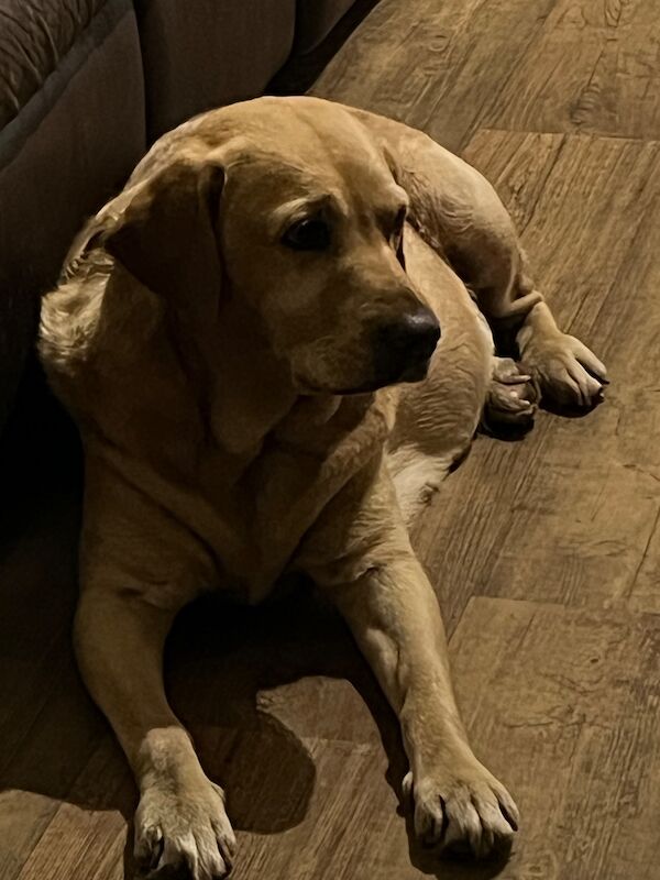 Cindy Burnett - Licensed Labrador Breeder - Image 5