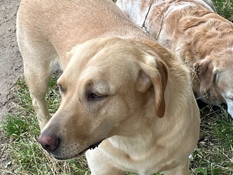 Cindy Burnett - Licensed Labrador Breeder - Image 6