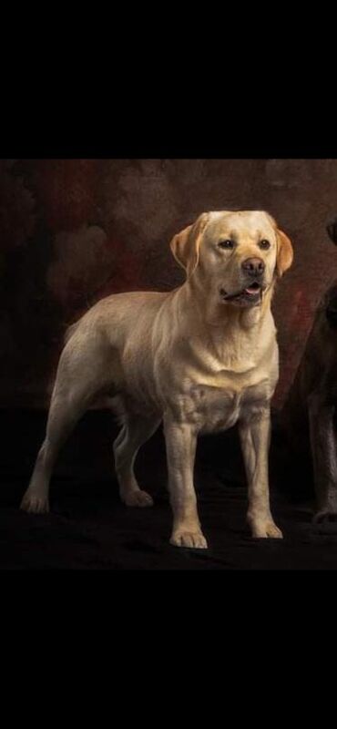Cindy Burnett - Licensed Labrador Breeder - Image 7