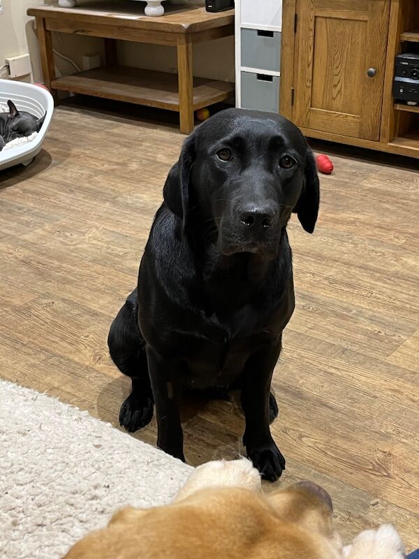 Cindy Burnett - Licensed Labrador Breeder - Image 8