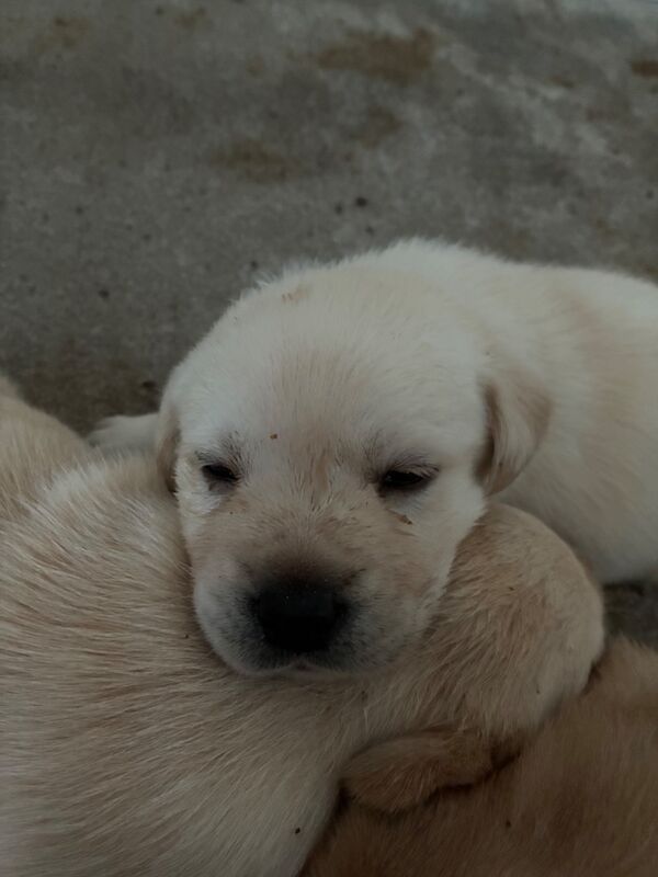 Cindy Burnett - Licensed Labrador Breeder - Image 9