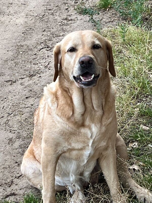 Cindy Burnett - Licensed Labrador Breeder on Labrador Owners - Image 10
