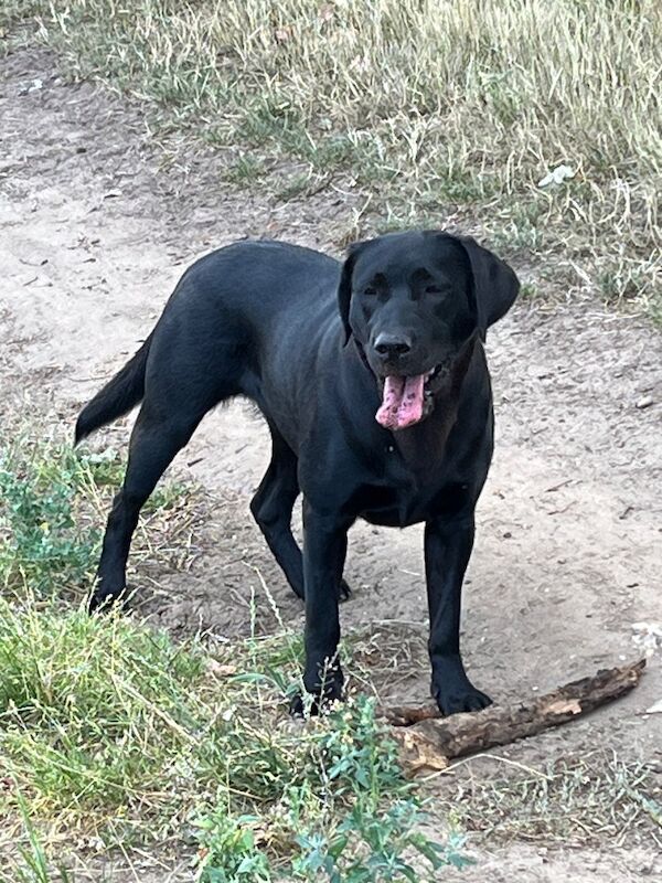 Cindy Burnett - Licensed Labrador Breeder on Labrador Owners - Image 11