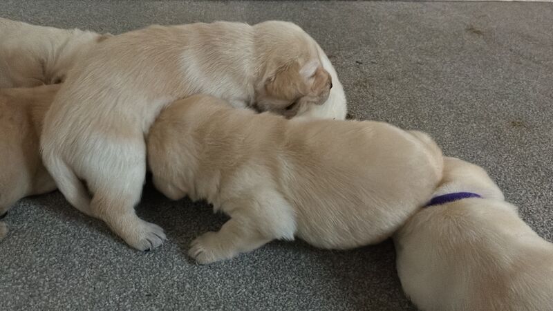 Cindy Burnett - Licensed Labrador Breeder - Image 12
