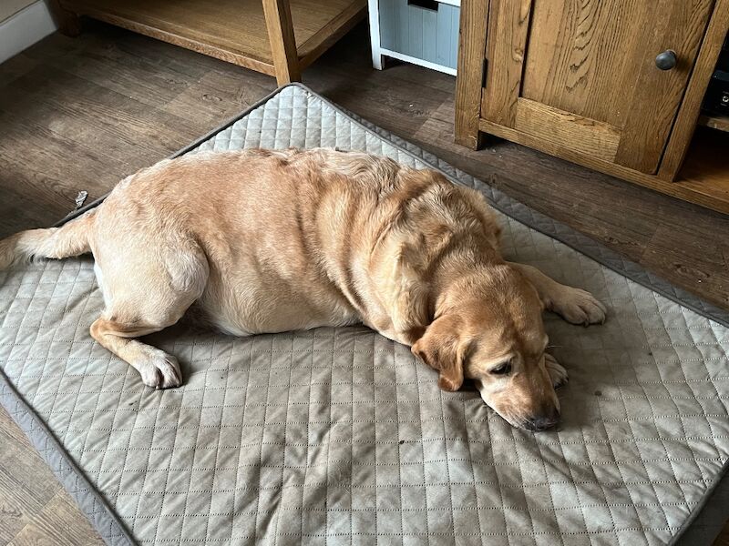 Cindy Burnett - Licensed Labrador Breeder on Labrador Owners - Image 13