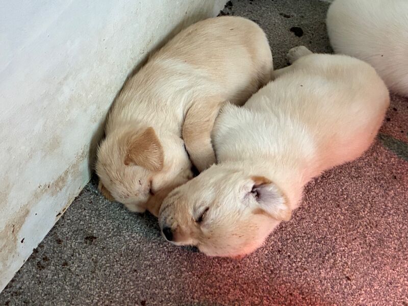 Cindy Burnett - Licensed Labrador Breeder on Labrador Owners - Image 14