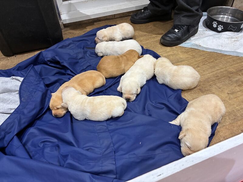 Cindy Burnett - Licensed Labrador Breeder - Image 15