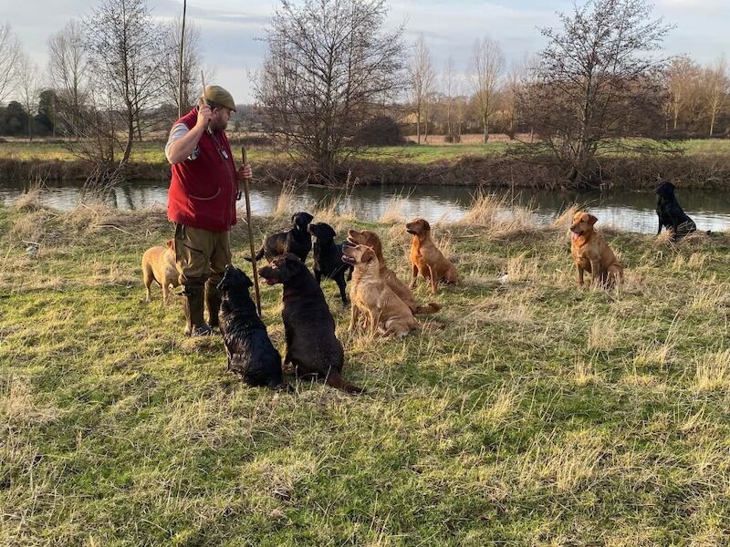 Daniel Bunting - Licensed Labrador Breeder - Image 1