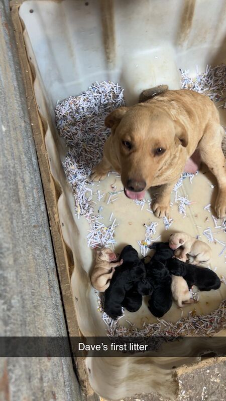 Emily Jones - Private Seller on Labrador Owners - Image 1
