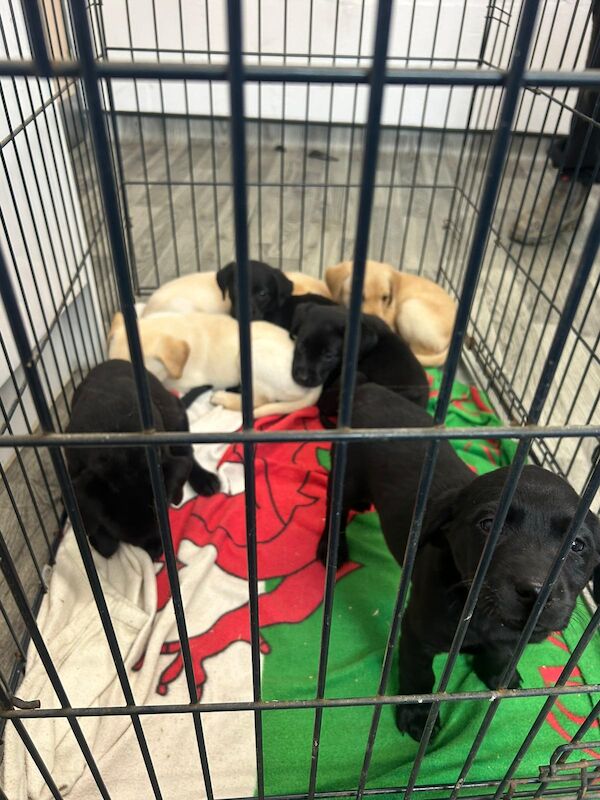 Emily Jones - Private Seller on Labrador Owners - Image 2