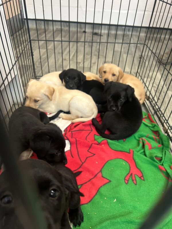 Emily Jones - Private Seller on Labrador Owners - Image 3