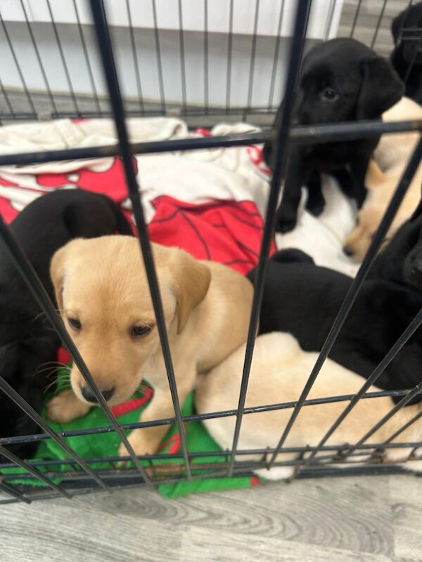 Emily Jones - Private Seller on Labrador Owners - Image 5