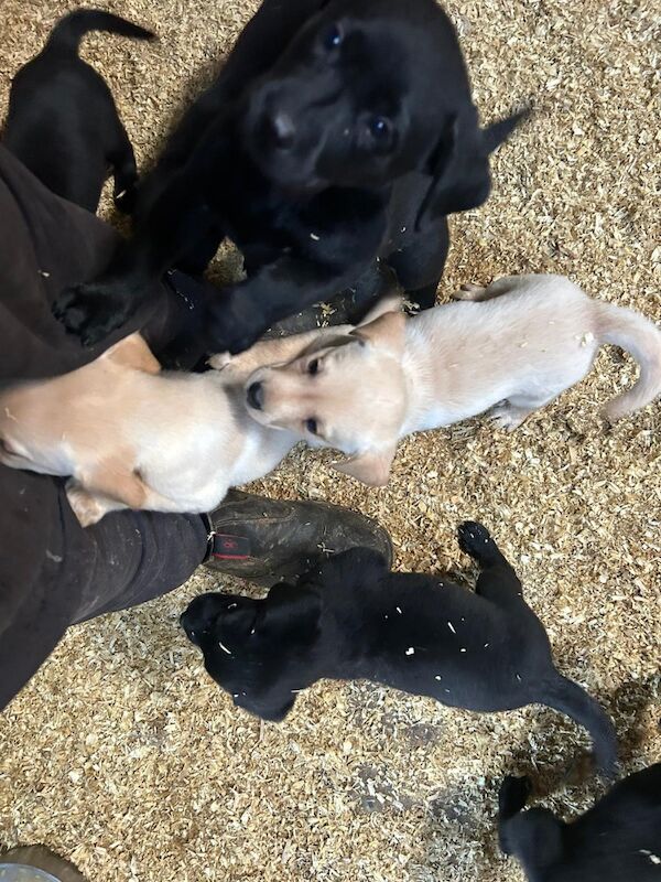 Emily Jones - Private Seller on Labrador Owners - Image 7