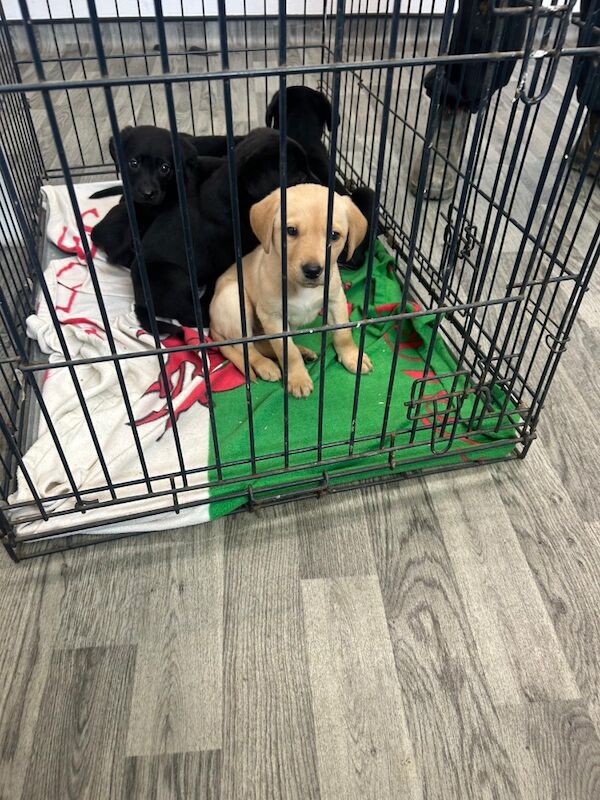 Emily Jones - Private Seller on Labrador Owners - Image 8