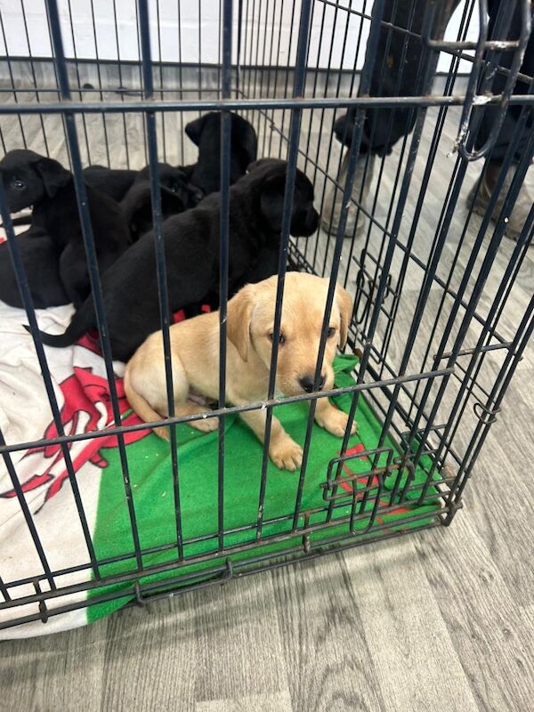 Emily Jones - Private Seller on Labrador Owners - Image 9