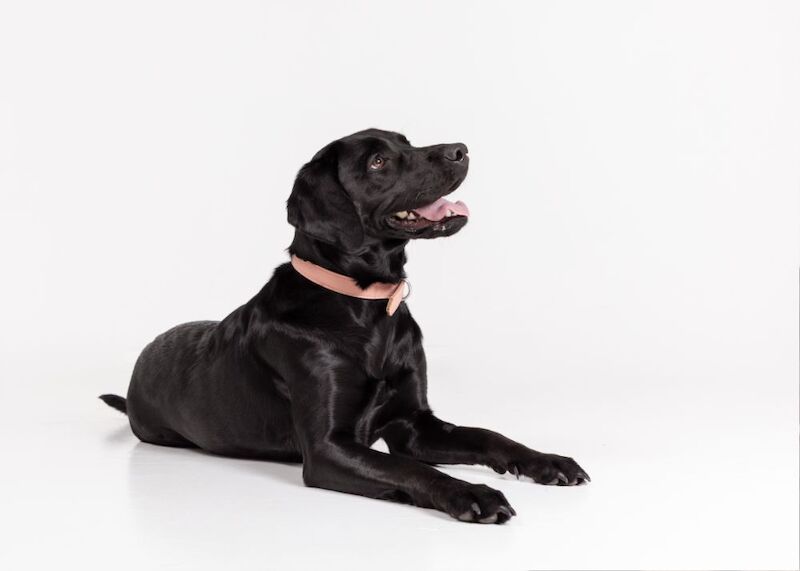 Emma manktelow - Private Seller on Labrador Owners - Image 1