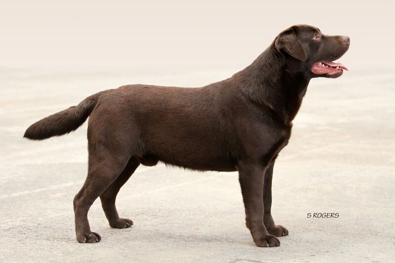 Fiona Maclean - Licensed Labrador Breeder - Image 1