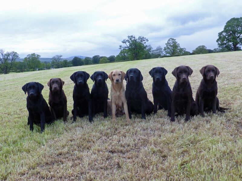 Fiona Maclean - Licensed Labrador Breeder - Image 3