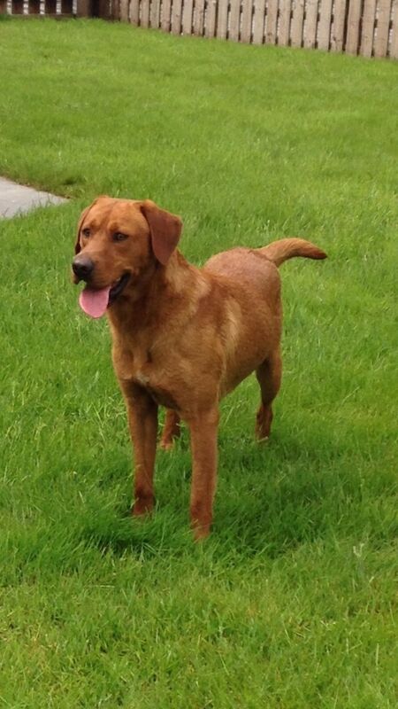 G k jones - Licensed Labrador Breeder - Image 1