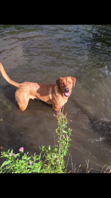 G k jones - Licensed Labrador Breeder - Image 2