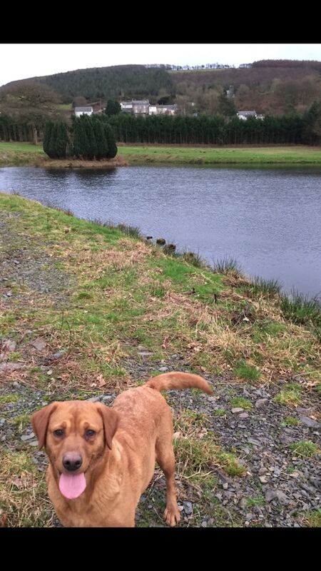G k jones - Licensed Labrador Breeder - Image 3