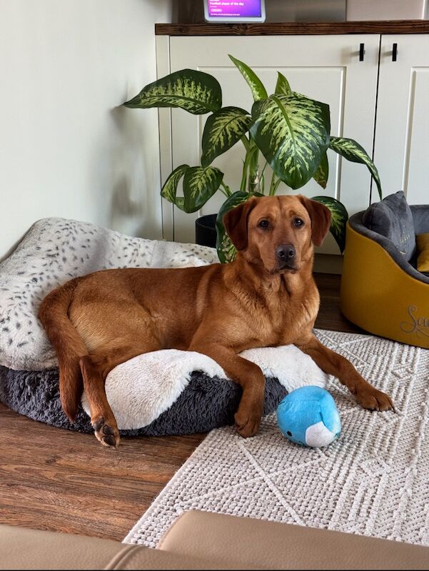 Gillian Mason - Labrador Breeder - Image 1