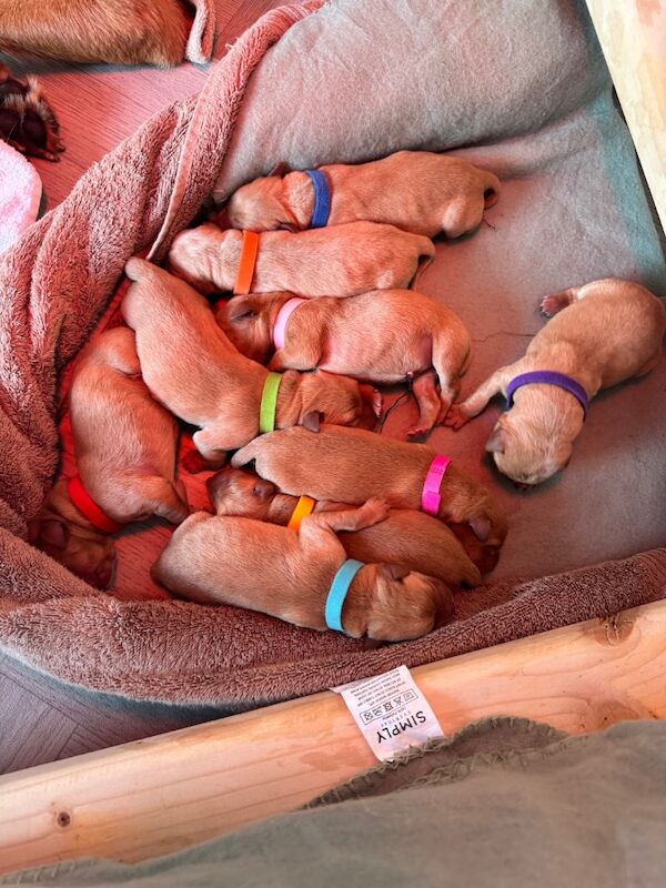 Gillian Mason - Labrador Breeder on Labrador Owners - Image 2