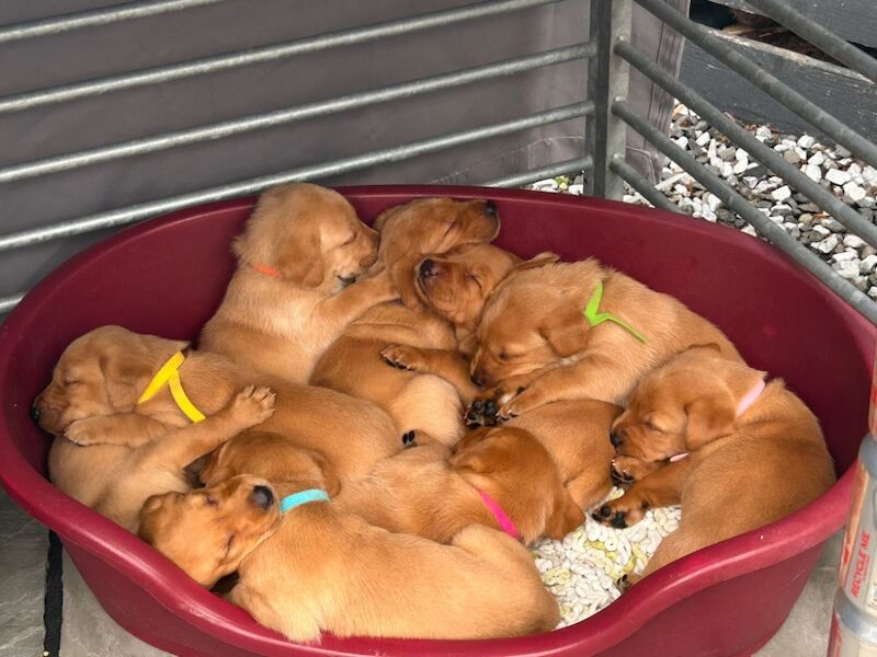 Gillian Mason - Labrador Breeder - Image 3