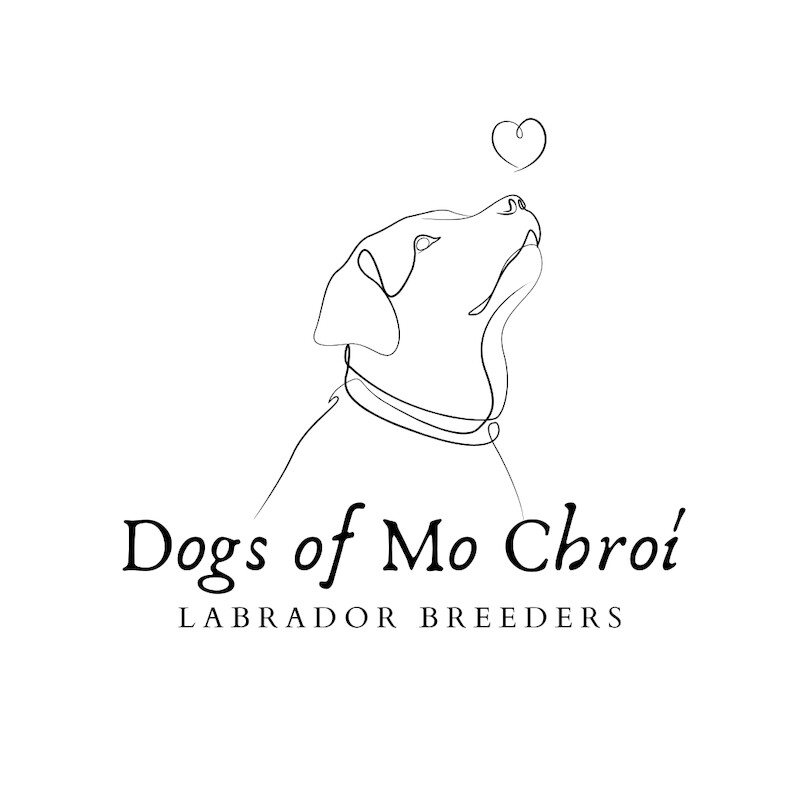 Hannah O'Hara - Labrador Breeder - Image 1
