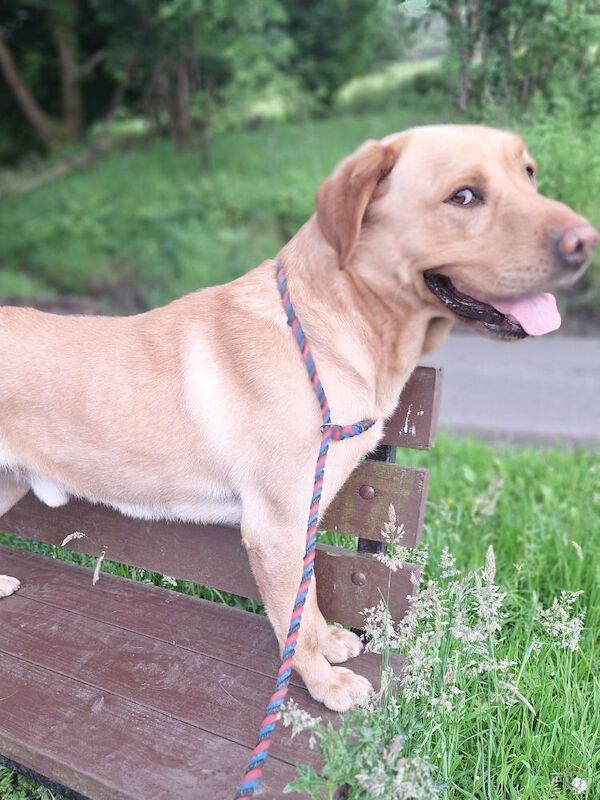 James Pitt - Private Seller on Labrador Owners - Image 1