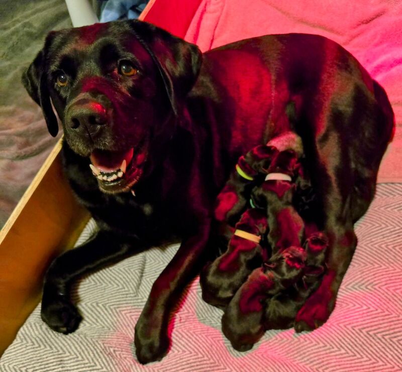 Jane Calway - Private Seller on Labrador Owners - Image 1