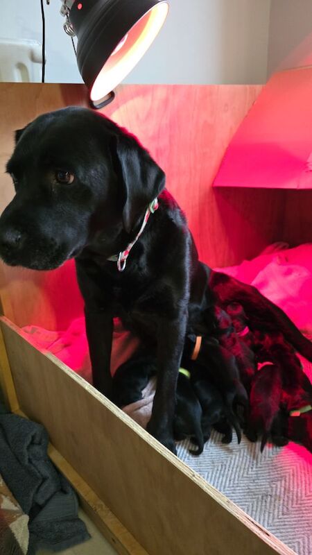 Jane Calway - Private Seller on Labrador Owners - Image 3