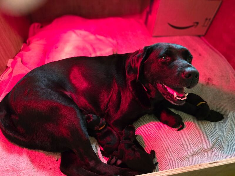 Jane Calway - Private Seller on Labrador Owners - Image 5