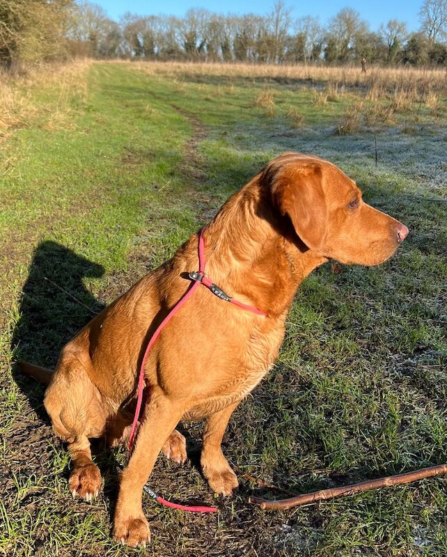 Jane Sizer - Labrador Breeder in Northamptonshire  on Labrador Owners - Image 1