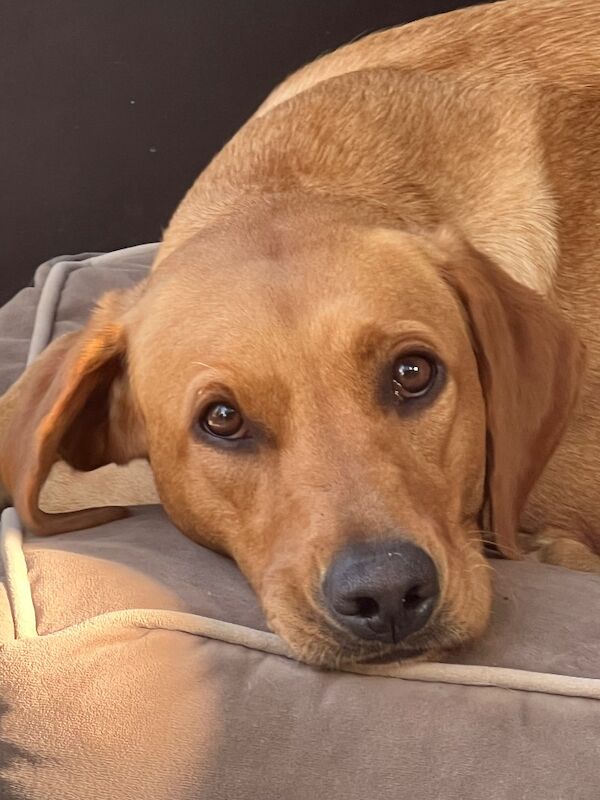 Jane Sizer - Labrador Breeder in Northamptonshire  - Image 3