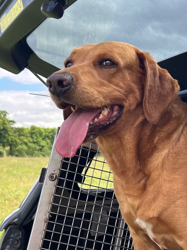 Jane Sizer - Labrador Breeder in Northamptonshire  on Labrador Owners - Image 4