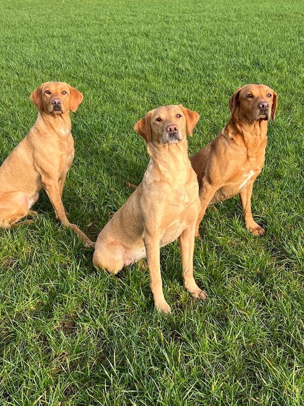 Jane Sizer - Labrador Breeder in Northamptonshire  on Labrador Owners - Image 5