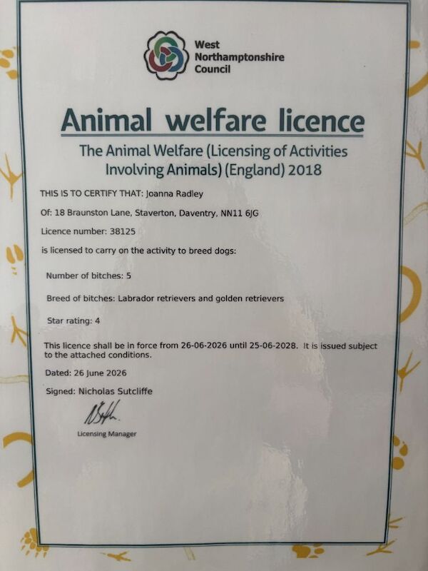 Jo - Licensed Labrador Breeder in Daventry, Northamptonshire  on Labrador Owners - Image 1