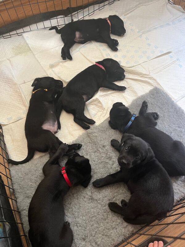 Jo Salter - Labrador Breeder - Image 1