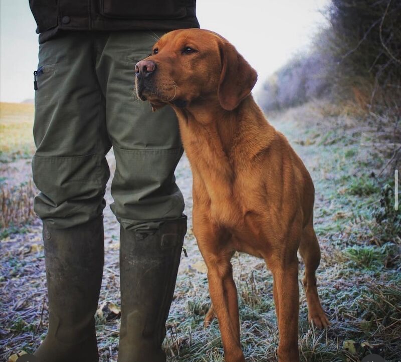 Joanna Belchambers - Labrador Breeder - Image 1