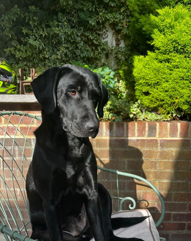 Joanna Belchambers - Labrador Breeder on Labrador Owners - Image 2