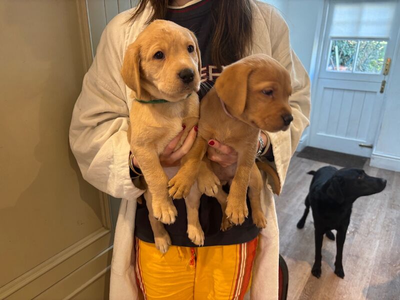 Joanna Belchambers - Labrador Breeder on Labrador Owners - Image 3