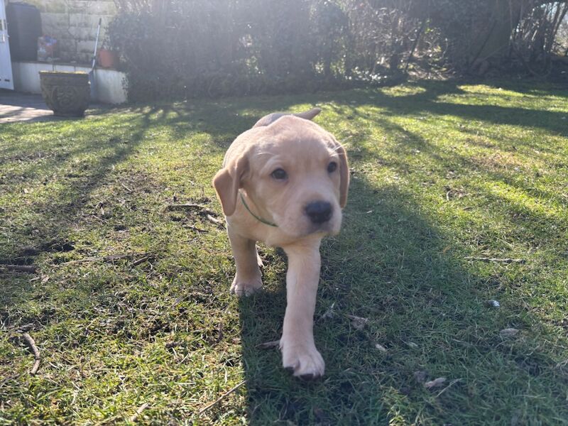 Joanna Belchambers - Labrador Breeder on Labrador Owners - Image 4