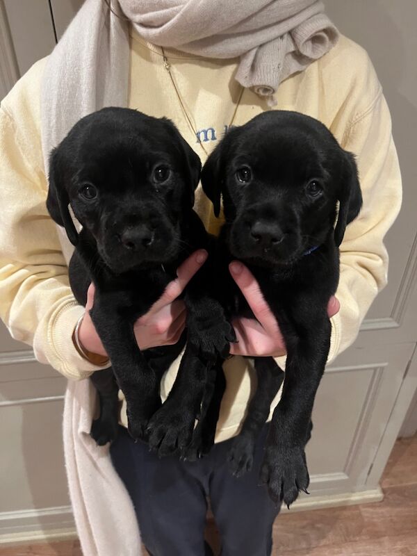 Joanna Belchambers - Labrador Breeder - Image 5