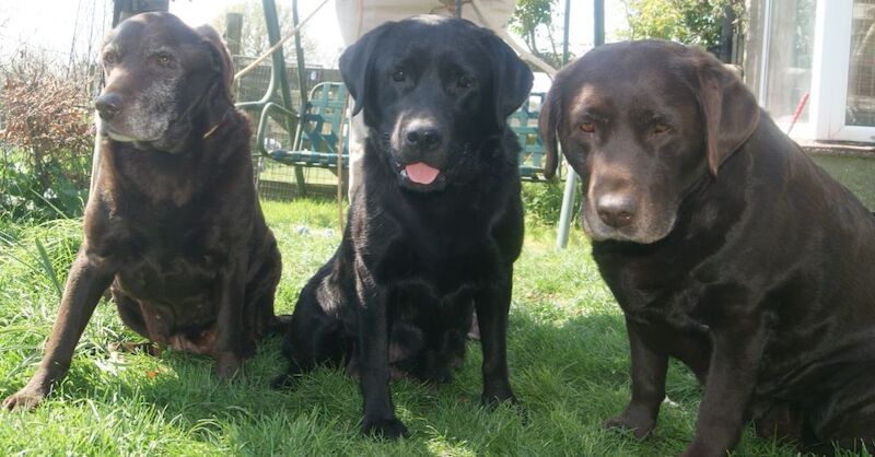 Julie white - Private Seller on Labrador Owners - Image 1