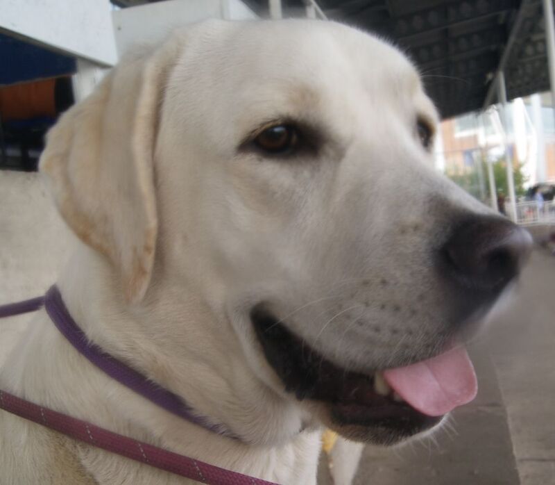 Julie white - Private Seller on Labrador Owners - Image 2