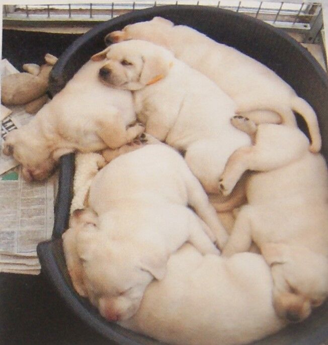 Julie white - Private Seller on Labrador Owners - Image 3