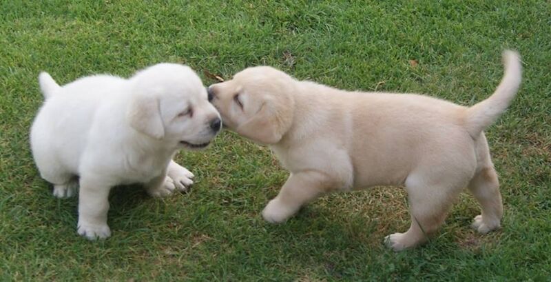 Julie white - Private Seller on Labrador Owners - Image 4